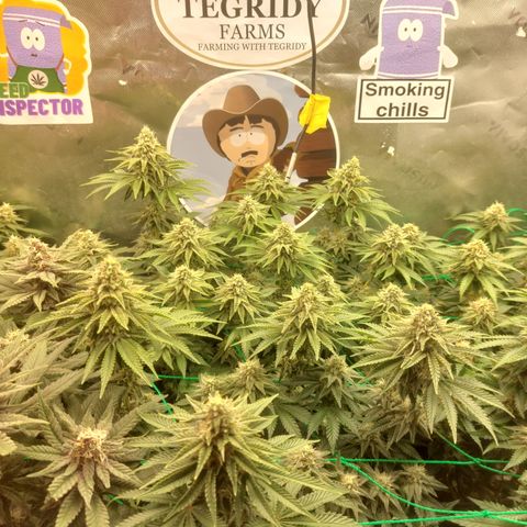 Super skunk  growlog timeline photo