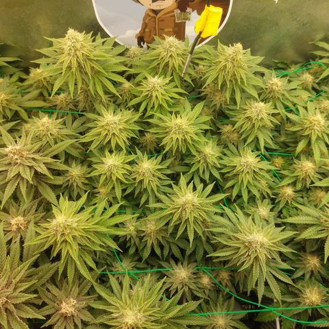 Super skunk  growlog timeline photo