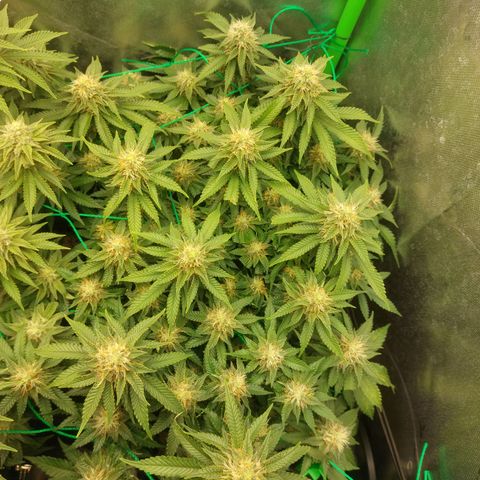 Skywalker haze growlog timeline photo