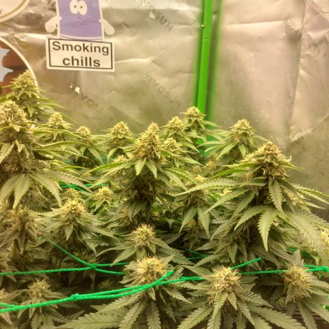 Skywalker haze growlog timeline photo