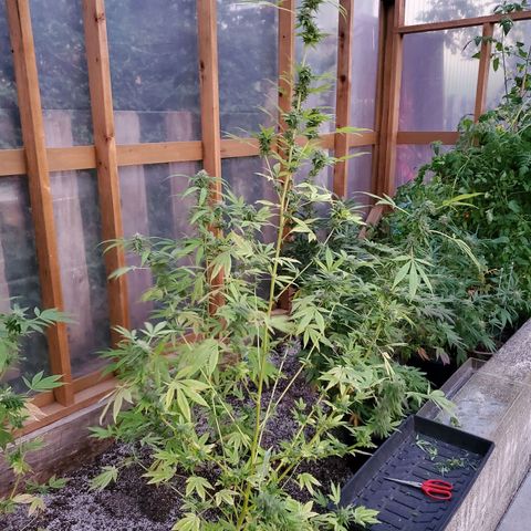 Platinum Blackberry (rack 7) growlog timeline photo