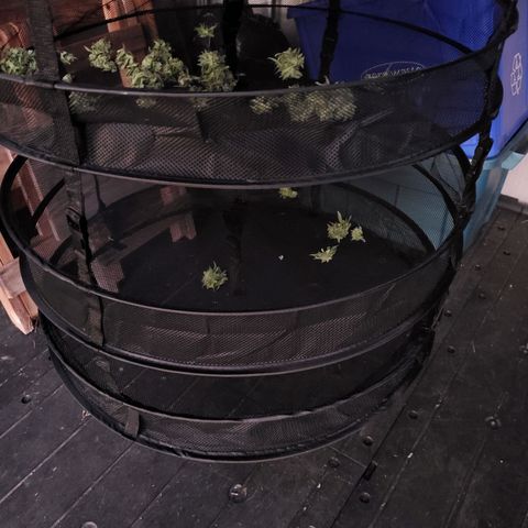 Platinum Blackberry (rack 7) growlog timeline photo