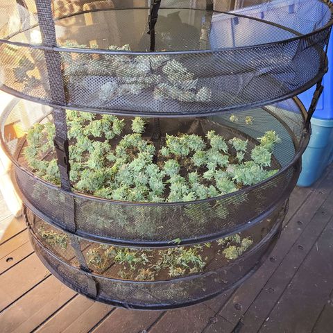 Platinum Blackberry (rack 7) growlog photo: Rack 7