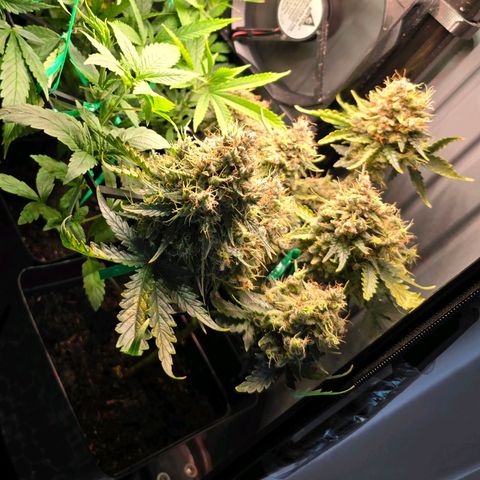 Green Gelato "Einhorneis" growlog timeline photo