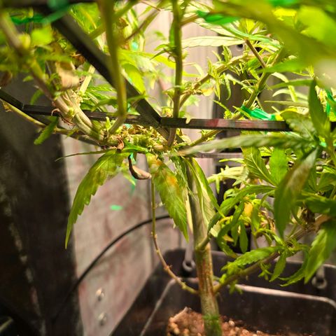 Haze Berry "Einhorneis" growlog photo: Heute wurde wieder etwas runtergebunden und der Bereich am Lüfter etwas freigelegt.