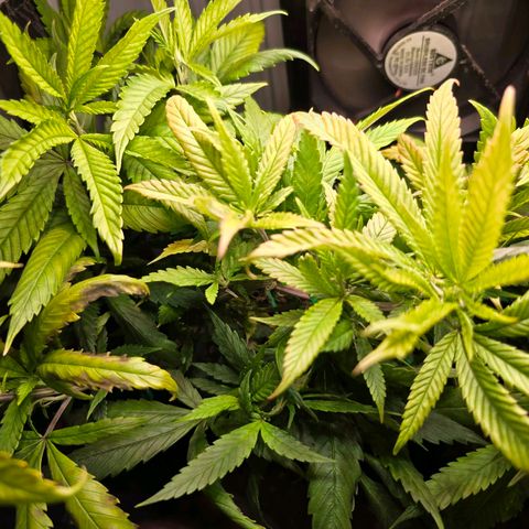 Haze Berry "Einhorneis" growlog photo: Heute wurde wieder etwas runtergebunden und der Bereich am Lüfter etwas freigelegt.