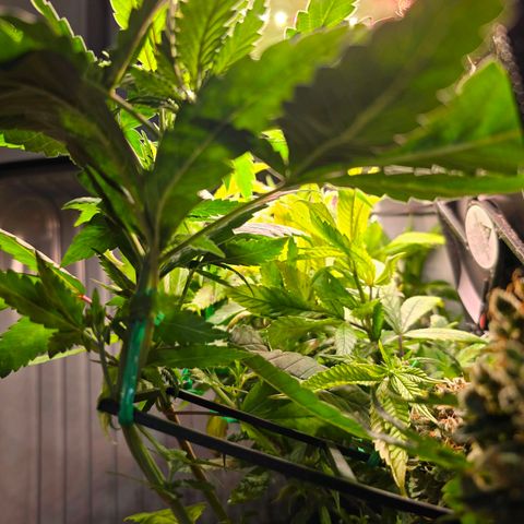 Haze Berry "Einhorneis" growlog photo: Die beiden Stöpsel wachsen schneller als mit lieb ist. Da muss ich zugeben mich mit dem ausscheiden meiner Green Gelato (hinten rechts) etwas verschätzt zu haben. Ich werde sie morgen mal anders binden und schauen wie ich sie gelegt bekomme.