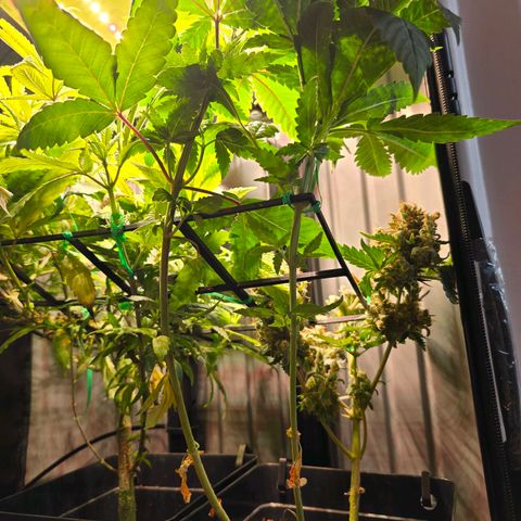 Haze Berry "Einhorneis" growlog photo: Die beiden Stöpsel wachsen schneller als mit lieb ist. Da muss ich zugeben mich mit dem ausscheiden meiner Green Gelato (hinten rechts) etwas verschätzt zu haben. Ich werde sie morgen mal anders binden und schauen wie ich sie gelegt bekomme.