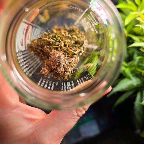 Green Gelato "Einhorneis" growlog photo: Nach und nach werden die Buds zum trocknen aufgehängt und landen im Glas. Ich hatte gehofft die Blüten weiter unter kommen auch noch, nachdem der Schatten durch den Schnitz oben nun verschwunden ist. Mal sehen ob das klappt.