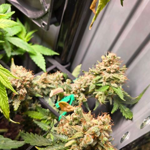 Green Gelato "Einhorneis" growlog photo: Nach und nach werden die Buds zum trocknen aufgehängt und landen im Glas. Ich hatte gehofft die Blüten weiter unter kommen auch noch, nachdem der Schatten durch den Schnitz oben nun verschwunden ist. Mal sehen ob das klappt.