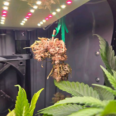 Green Gelato "Einhorneis" growlog photo: Nach und nach werden die Buds zum trocknen aufgehängt und landen im Glas. Ich hatte gehofft die Blüten weiter unter kommen auch noch, nachdem der Schatten durch den Schnitz oben nun verschwunden ist. Mal sehen ob das klappt.