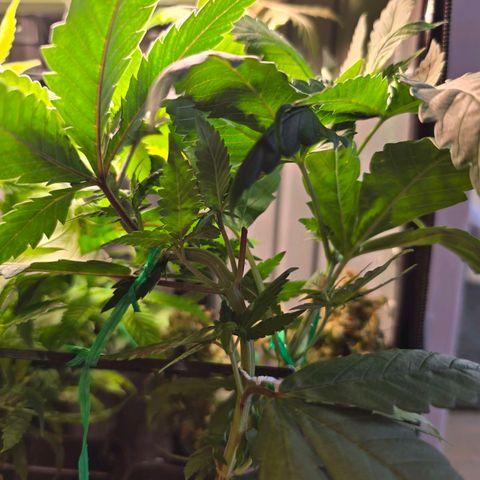 Haze Berry "Einhorneis" growlog photo: Ein bisschen streicheln ^^. Heute reichte ein wenig Wasser und ein Zweig wurde weiter runtergebunden.