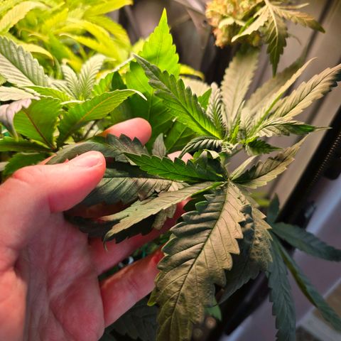 Haze Berry "Einhorneis" growlog photo: Ein bisschen streicheln ^^. Heute reichte ein wenig Wasser und ein Zweig wurde weiter runtergebunden.