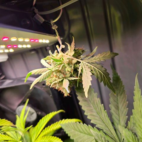 Green Gelato "Einhorneis" growlog photo: Zwei der getrockneten Buds konnte ich heute ins Glas umfüllen und letzteres parallel durchlüften. Außerdem wurde ein neuer Bud zum trocknen aufgehängt. Die restlichen sind sicherlich auch bald dran. Wasser gab es automatisch durch das Gießen der anderen. 