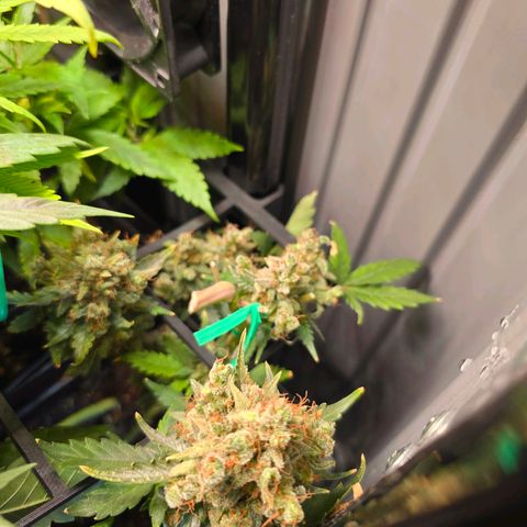 Green Gelato "Einhorneis" growlog photo: Zwei der getrockneten Buds konnte ich heute ins Glas umfüllen und letzteres parallel durchlüften. Außerdem wurde ein neuer Bud zum trocknen aufgehängt. Die restlichen sind sicherlich auch bald dran. Wasser gab es automatisch durch das Gießen der anderen. 