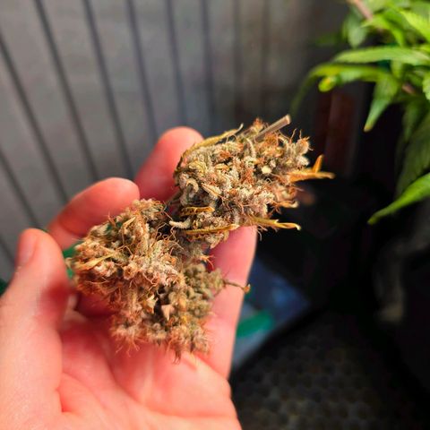 Green Gelato "Einhorneis" growlog photo: Zwei der getrockneten Buds konnte ich heute ins Glas umfüllen und letzteres parallel durchlüften. Außerdem wurde ein neuer Bud zum trocknen aufgehängt. Die restlichen sind sicherlich auch bald dran. Wasser gab es automatisch durch das Gießen der anderen. 