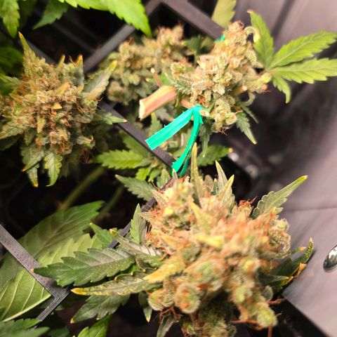 Green Gelato "Einhorneis" growlog timeline photo