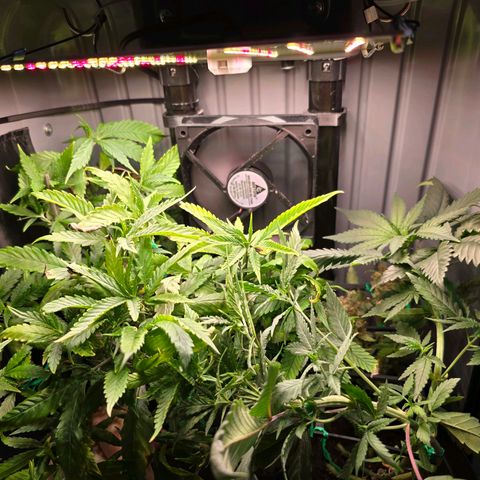 Haze Berry "Einhorneis" growlog timeline photo