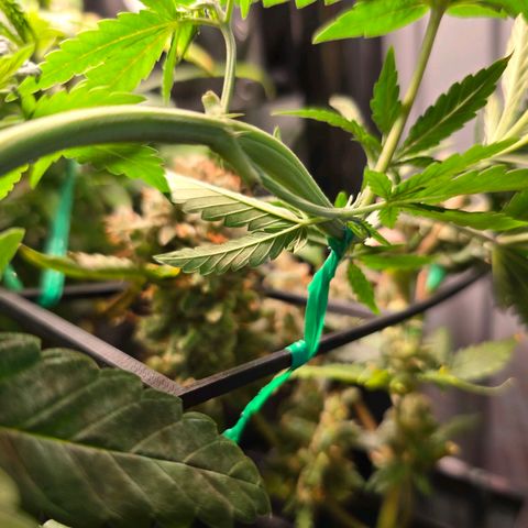 Haze Berry "Einhorneis" growlog timeline photo