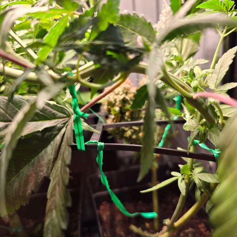 Haze Berry "Einhorneis" growlog timeline photo