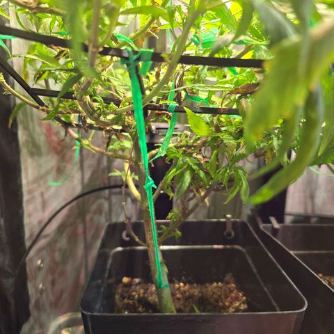 Haze Berry "Einhorneis" growlog timeline photo
