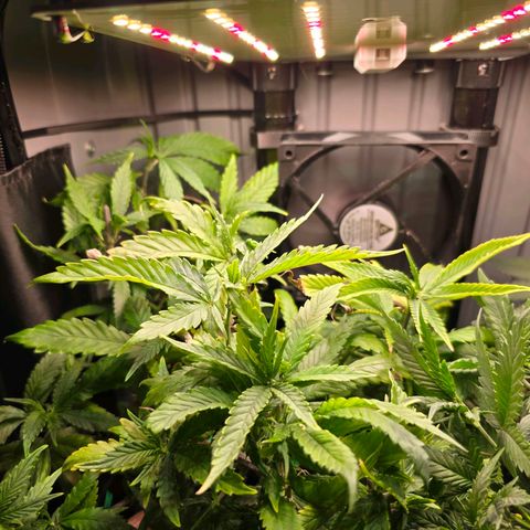 Haze Berry "Einhorneis" growlog timeline photo