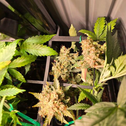 Green Gelato "Einhorneis" growlog photo: Ich hatte ja eigentlich gehofft diese Woche ernten zu können, aber ganz zufrieden bin ich mit den Buds noch nicht. Die anderen habe ich zwar theoretisch auch schon recht früh geerntet, aber bei den letzten wollte ich schauen was etwas mehr Wartezeit noch bringt... bisher nicht viel, also warte ich noch weiter ab. 
