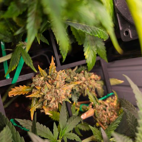 Green Gelato "Einhorneis" growlog photo: Eine weitere Blüte wurde abgeknipst und zum Trocknen aufgehängt. :) 
Gelüftet werden die fertigen Blüten übrigens auf einem Raumluftfilter. ;)