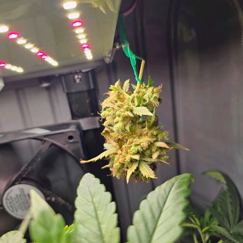 Green Gelato "Einhorneis" growlog photo: Eine weitere Blüte wurde abgeknipst und zum Trocknen aufgehängt. :) 
Gelüftet werden die fertigen Blüten übrigens auf einem Raumluftfilter. ;)