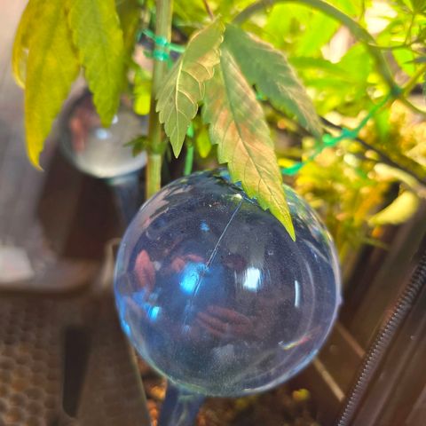 Haze Berry "Einhorneis" growlog photo: Es gab ein Gießupgrade in Form von Gießkugeln. Die sollen für Luft sorgen, falls ich mal ein paar Tage nicht zu Hause bin.