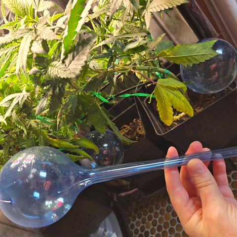 Haze Berry "Einhorneis" growlog photo: Es gab ein Gießupgrade in Form von Gießkugeln. Die sollen für Luft sorgen, falls ich mal ein paar Tage nicht zu Hause bin.