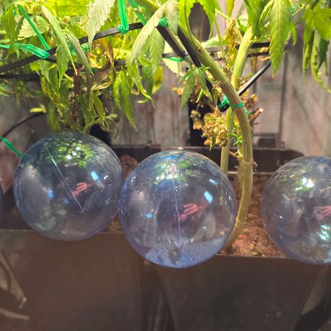 Green Gelato "Einhorneis" growlog photo: Wir waren für eine Woche im Urlaub. Da ich mir unsicher bezüglich der Gießfreundlichkeit unserer Nachbarn war, habe ich voll auf die Gießkugeln gesetzt und kann zumindest festhalten. Die Pflänzchen sind nicht "eingegangen". Mehr als eine Woche hätte aber sicherlich einen dauerhaften Schaden hinterlassen. Das Grenn Gelato "Einhorneis" war nun aber offensichtlich am Ende seine Früchte und hat die letzten Blüten abtrocknen lassen. Da ich hier dann nun komplett geerntet habe werde ich die Tage mal wiegen. :) 