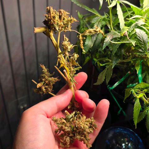 Green Gelato "Einhorneis" growlog photo: Wir waren für eine Woche im Urlaub. Da ich mir unsicher bezüglich der Gießfreundlichkeit unserer Nachbarn war, habe ich voll auf die Gießkugeln gesetzt und kann zumindest festhalten. Die Pflänzchen sind nicht "eingegangen". Mehr als eine Woche hätte aber sicherlich einen dauerhaften Schaden hinterlassen. Das Grenn Gelato "Einhorneis" war nun aber offensichtlich am Ende seine Früchte und hat die letzten Blüten abtrocknen lassen. Da ich hier dann nun komplett geerntet habe werde ich die Tage mal wiegen. :) 