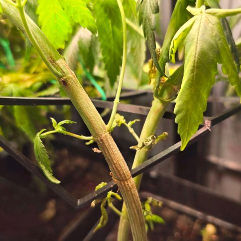 Haze Berry "Einhorneis" growlog photo: Wir waren für eine Woche im Urlaub. Da ich mir unsicher bezüglich der Gießfreundlichkeit unserer Nachbarn war, habe ich voll auf die Gießkugeln gesetzt und kann zumindest festhalten. Die Pflänzchen sind nicht "eingegangen". Mehr als eine Woche hätte aber sicherlich einen dauerhaften Schaden hinterlassen. Die Haze Berry - Ableger haben ohne einen Kontrollblick zwischendurch einen ordentlichen Schub gemacht und sind bei zu den LEDs gewachsen. Da half dann stellenweise auch kein runterbinden mehr und musste geschnitten werden. Im Gegensatz zu den Green Gelato wird sich hier mit den Blüten aber weiterhin Zeit gelassen. Einer der jüngeren ablegen hat zudem das Gitter an einer Stelle abgebrochen. Bewerten muss ich sagen, dass das Gitter sowieso recht dünn ist und einem solchen Wuchs vermutlich sowie nicht auf Dauer stand gehalten hätte. Künftig wären im Koffer eventuell also noch andere Möglichkeiten des runterbindens hilfreich. :)
