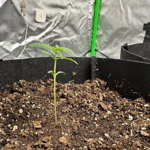 Wedding Cake growlog timeline photo