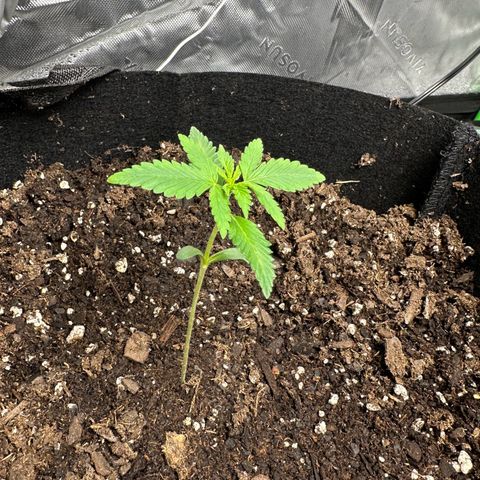 Wedding Cake growlog timeline photo