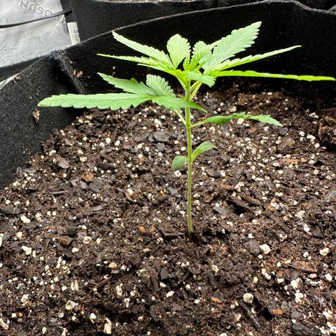 Wedding Cake growlog photo: **actual start of noticing five leaves
