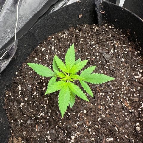 Wedding Cake growlog photo: **actual start of noticing five leaves
