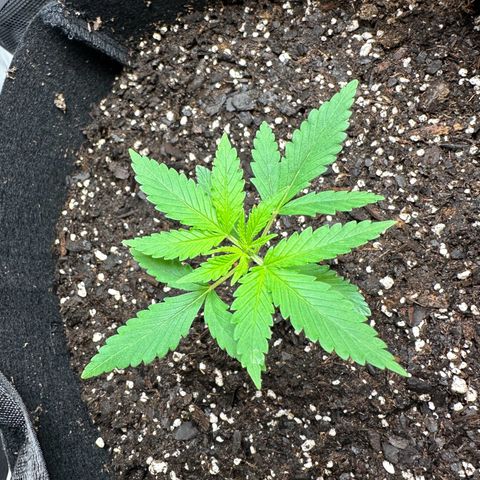 Wedding Cake growlog photo: **actual start of noticing five leaves