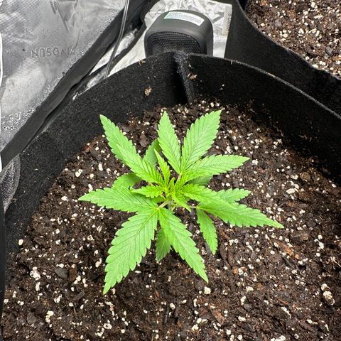 Wedding Cake growlog timeline photo