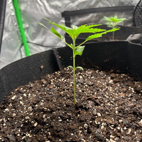 Wedding Cake growlog timeline photo