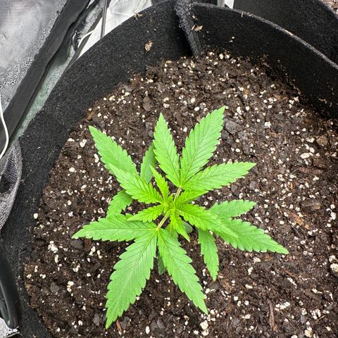 Wedding Cake growlog timeline photo