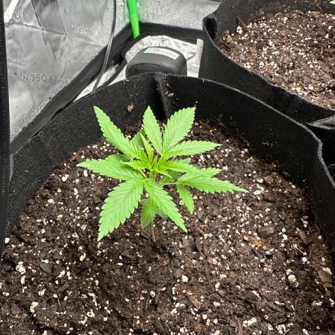 Wedding Cake growlog timeline photo