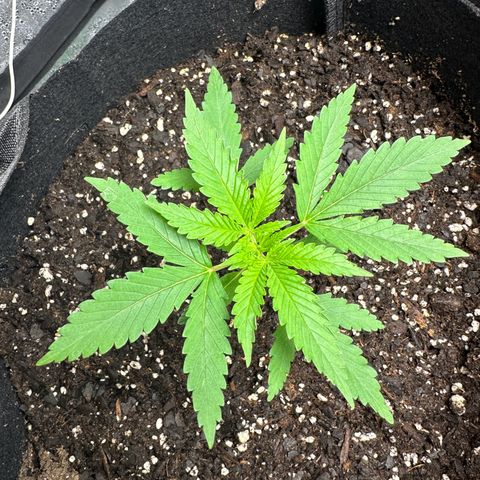 Wedding Cake growlog timeline photo
