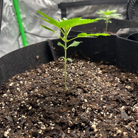 Wedding Cake growlog timeline photo