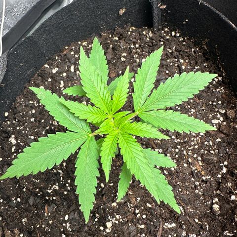 Wedding Cake growlog timeline photo