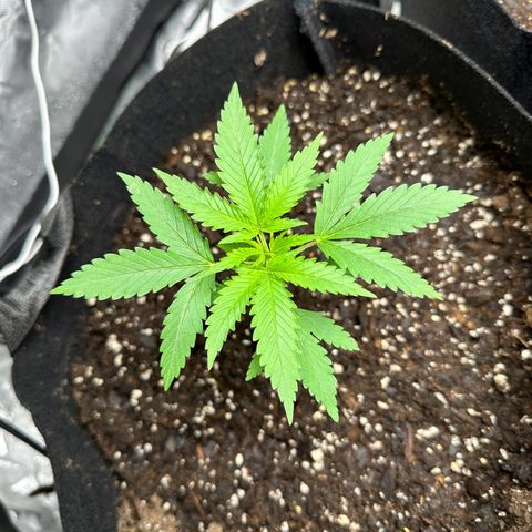 Wedding Cake growlog timeline photo