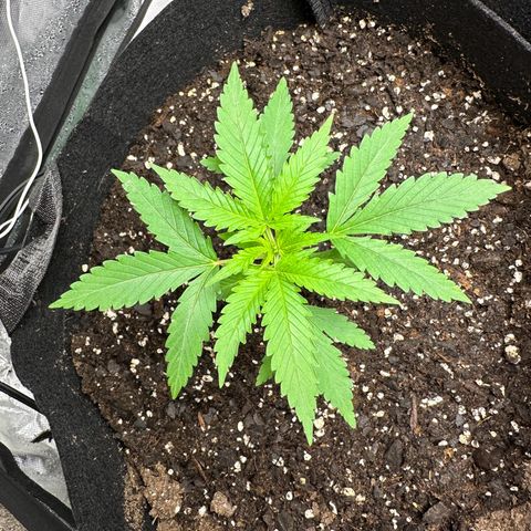 Wedding Cake growlog timeline photo