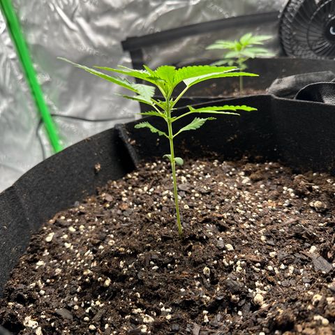 Wedding Cake growlog timeline photo