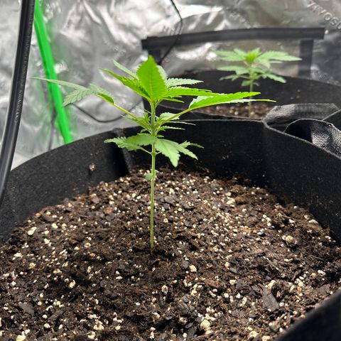 Wedding Cake growlog timeline photo